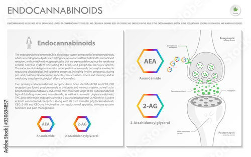 Endocannabinoids horizontal business infographic illustration about cannabis as herbal alternative medicine and chemical therapy, healthcare and medical science vector.