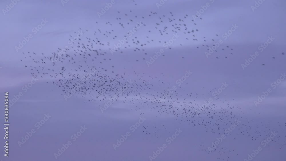 Large flock of birds flying in evening sky UK 4K Large flock of birds flying in evening sky UK 4K