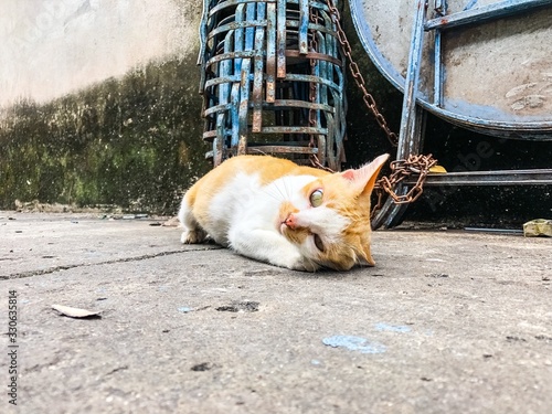 Canvas Print Coquettish kitten