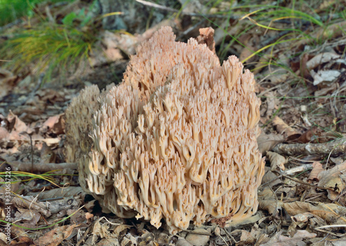 Mushroom (Ramaria obtusissima) 4