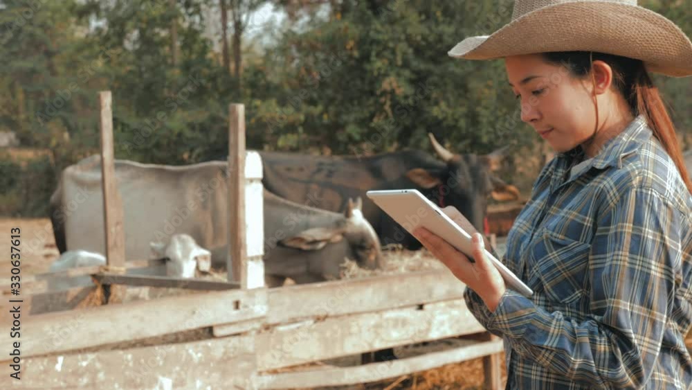 Agriculture mature female farmer using digital tablet while standing against cows in stable or farm countryside Agriculture mature female farmer using digital tablet while standing against cows in stable or farm countryside