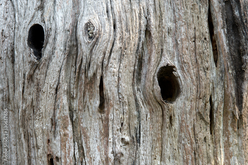 Closed up of old gray wood bark for background.