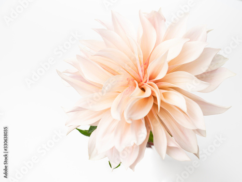 Single fresh dahlia bloom on white background photo