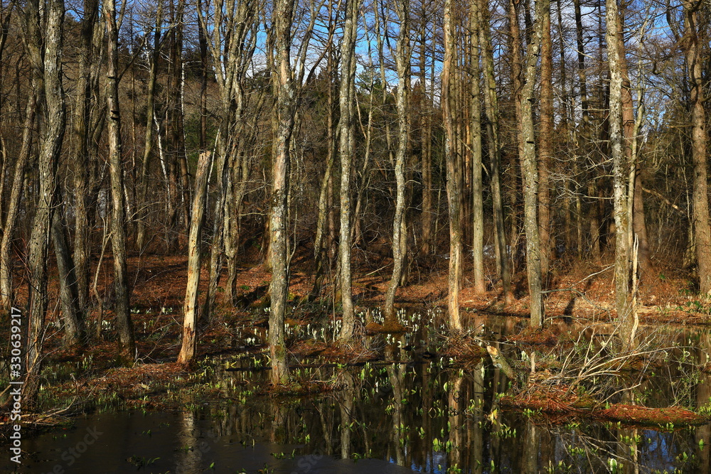 Obraz premium 西和賀町 森に咲く水芭蕉