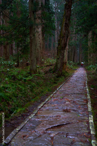 杉林のなかの石道