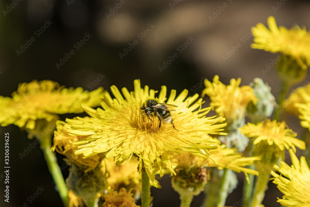 Flowering giant dandelion. Bumblebee and bees flying around to pick up nectar. Close up, selective focus. Pine tree forest in the mountains of Tenerife, Canary Islands, Spain Flowering giant dandelion. Bumblebee and bees flying around to pick up nectar. Close up, selective focus. Pine tree forest in the mountains of Tenerife, Canary Islands, Spain