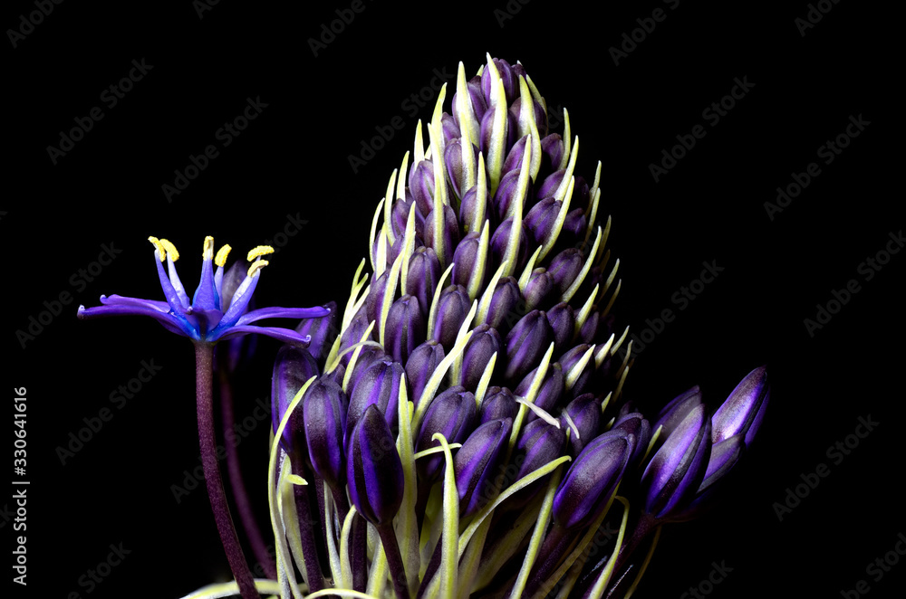 purple flower and buds black background