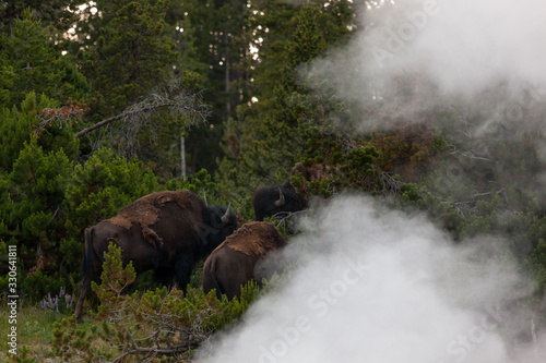 Bison in the Steam at Yellowstone