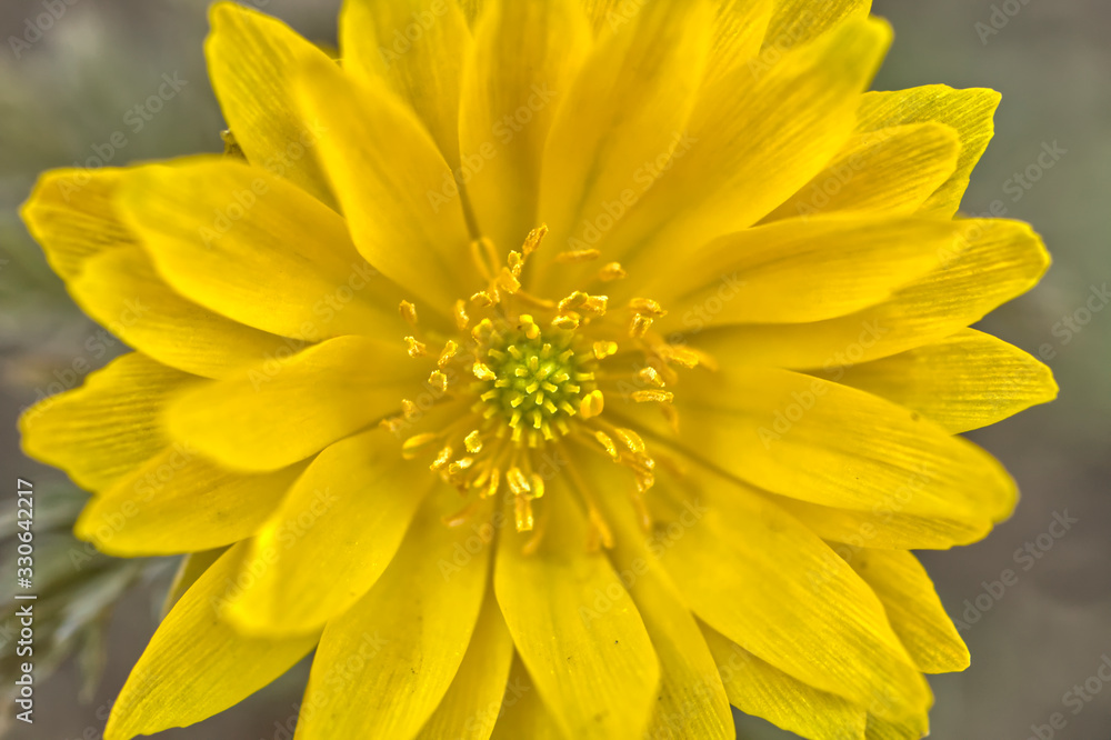 Fototapeta premium 福寿草