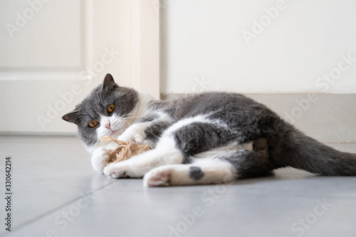 British shorthair cat lying on the ground playing