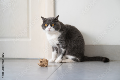 British shorthair cat sitting on the floor
