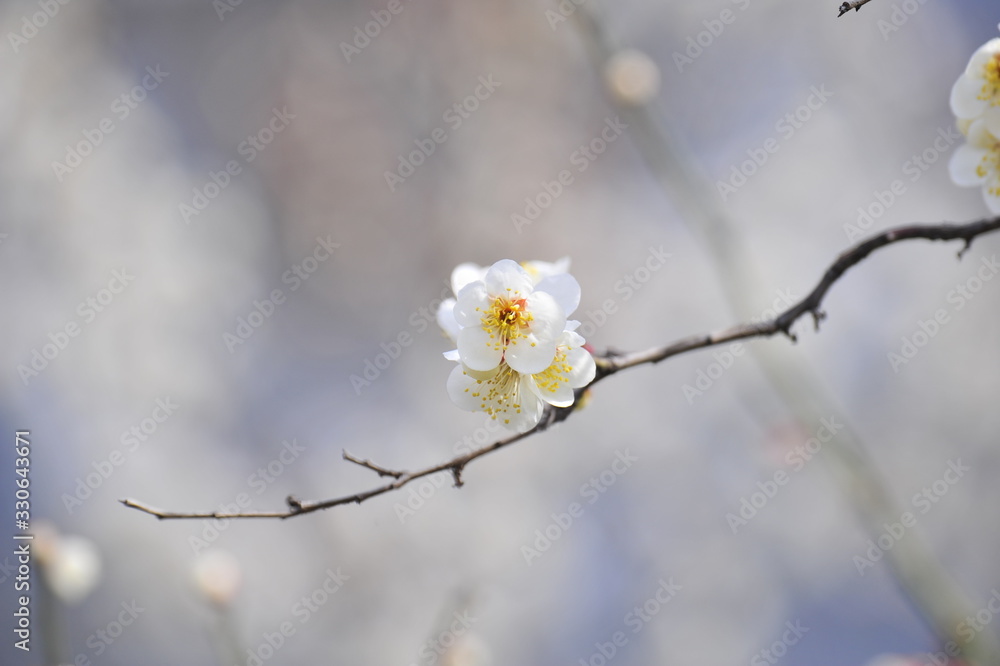  Flowers blooming in spring