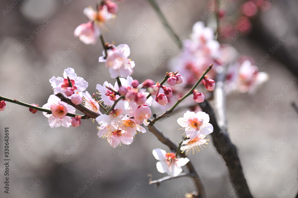 Flowers blooming in spring