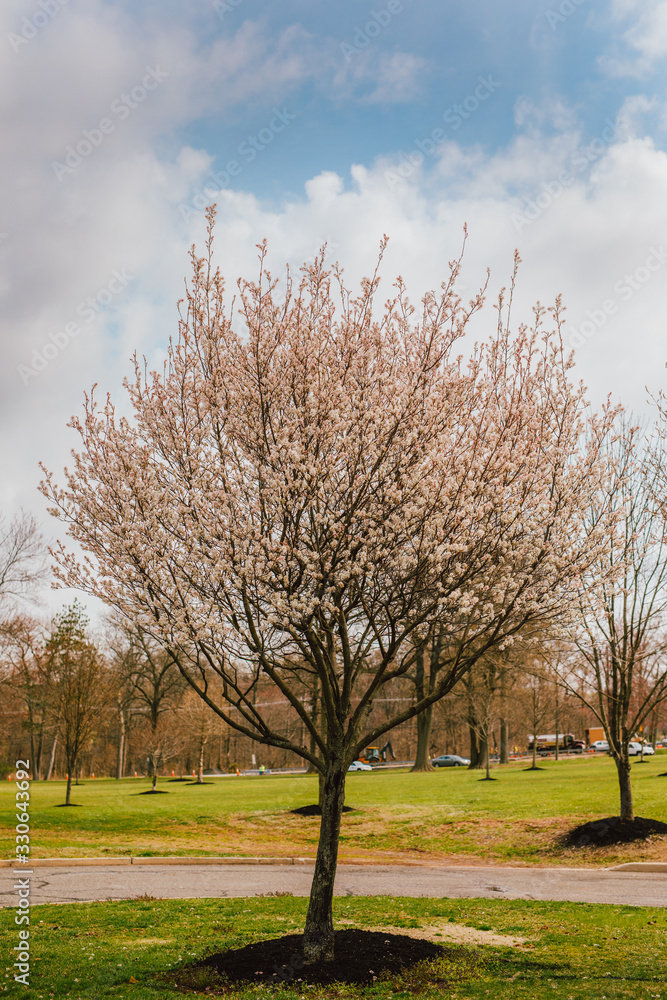 Cherry Blossom Sakura Tree in Pink Petals in Green Grass Cherry Blossom Sakura Tree in Pink Petals in Green Grass