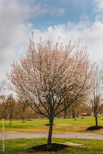 Cherry Blossom Sakura Tree in Pink Petals in Green Grass