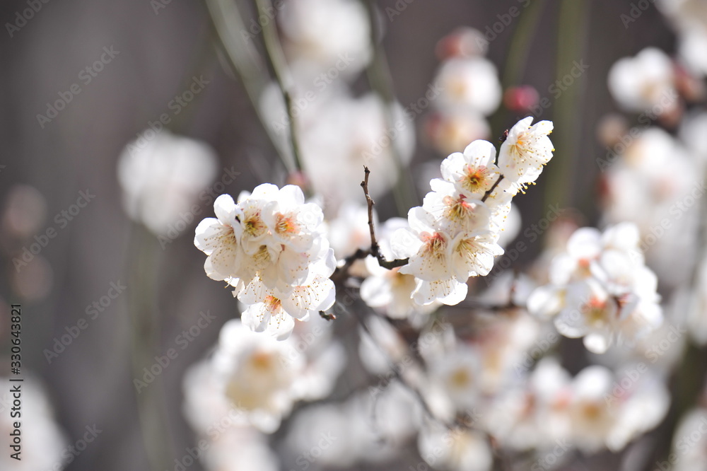  Flowers blooming in spring