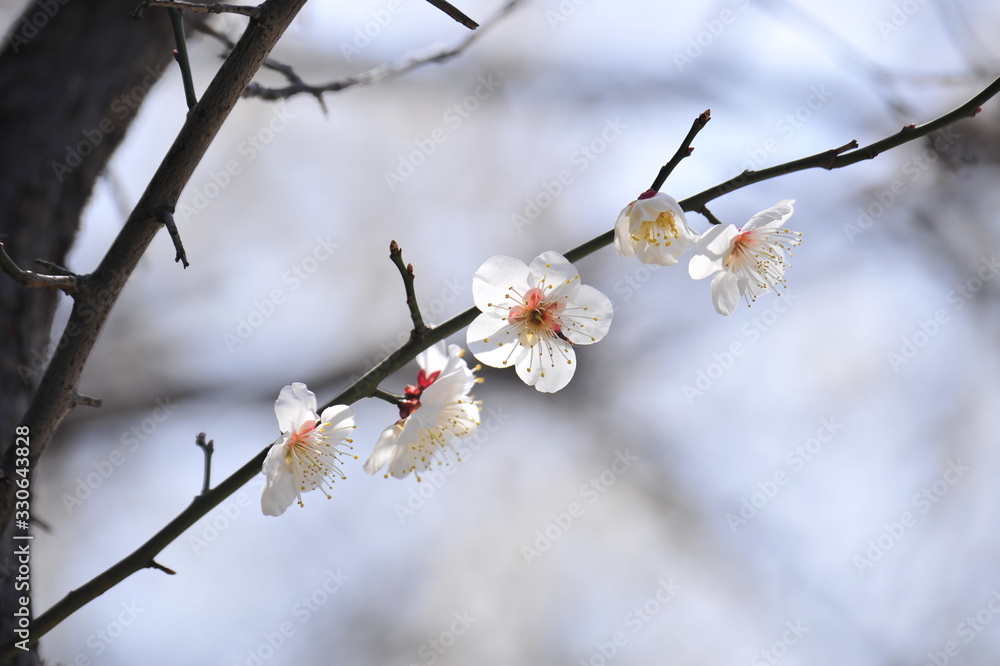Flowers blooming in spring Flowers blooming in spring