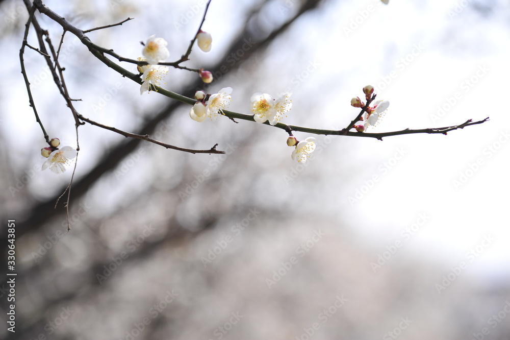 Flowers blooming in spring Flowers blooming in spring