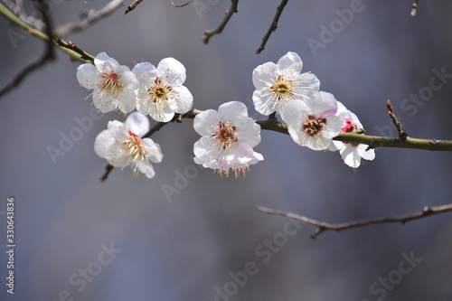  Flowers blooming in spring