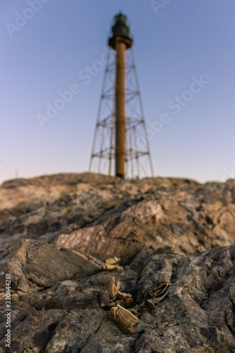 lighthouse crab