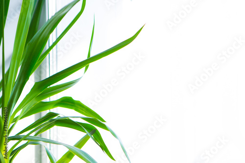 Green leaves on a white background. Isolated space. Copy space.