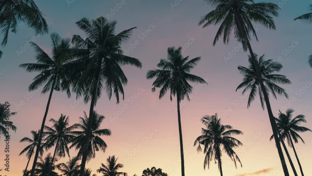 Palm trees on the background of the sunrise sky. 4k time lapse Palm trees on the background of the sunrise sky. 4k time lapse