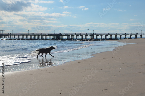 dog walks along the ocean near the pier