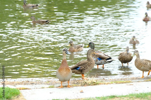 duck swimming on the lake, New Zealand photo