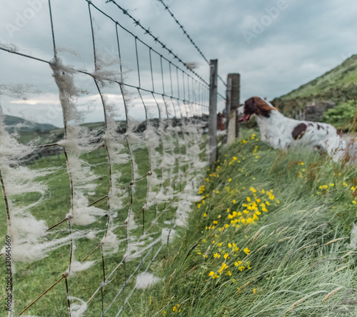 dog looking through fence