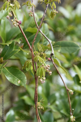 Akebia quinata (Chocolate vine) flowers / Akebia quinata (Chocolate vine) is a climbing deciduous tree whose fruits are edible and medicinal.
