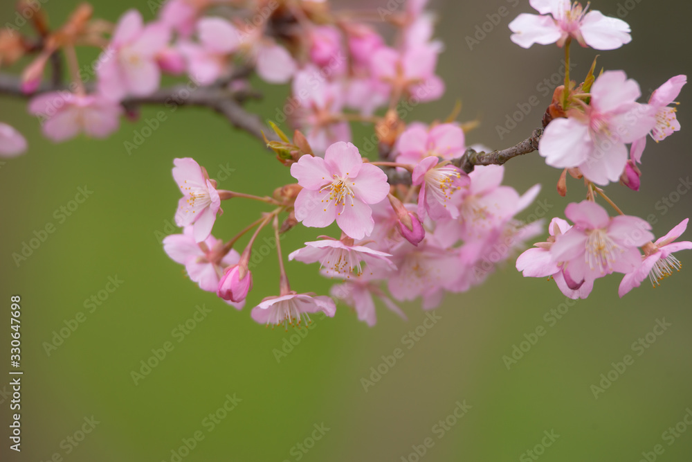 ピンクの桜