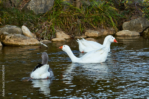 Image of geese on a mountain river.