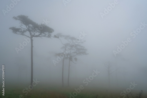 Landscape pine tree forest in the mist at Phu Soi Dao national park Uttaradit province Thailand photo