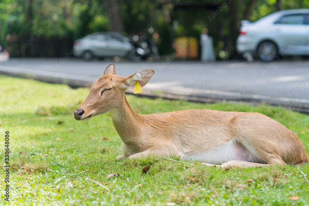 deer sleep on green grass in the garden of zoo deer sleep on green grass in the garden of zoo