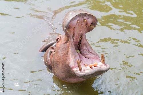 Hippo with open muzzle, African Hippopotamus animal in the nature water habitat.