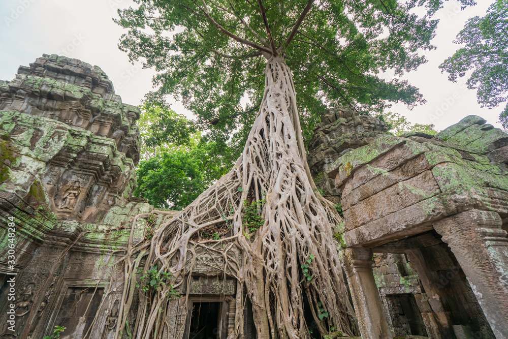 tree roots cover a historic Khmer temple in Angkor Wat, Cambodia tree roots cover a historic Khmer temple in Angkor Wat, Cambodia