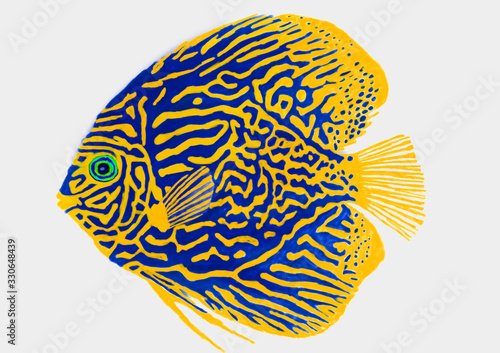 Digital painting of Yellow and blue Symphysodon Discus colorful sea fish