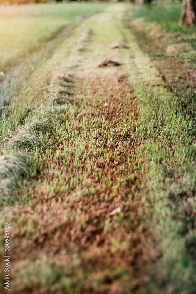 cut grass of walkway. cut grass of walkway.