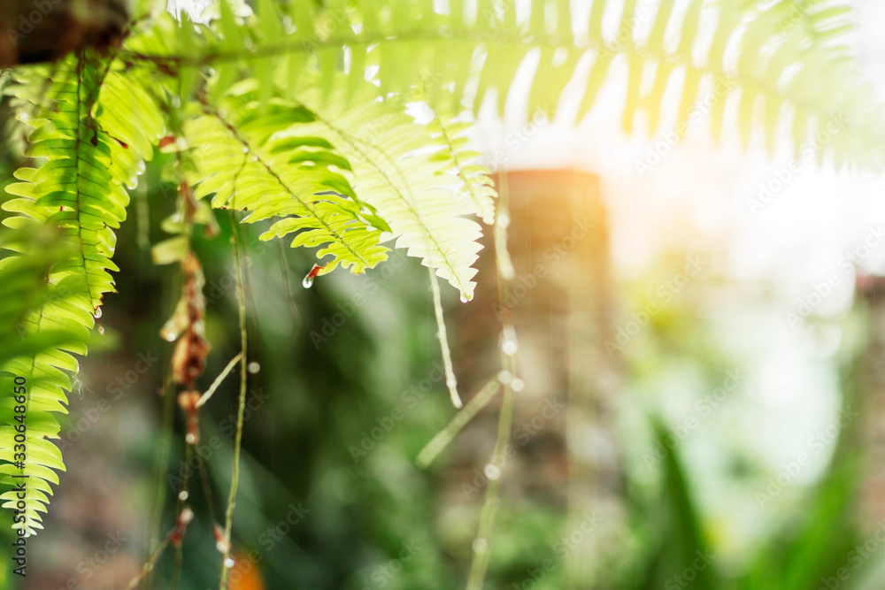 Fern leaves with sunlight. Fern leaves with sunlight.