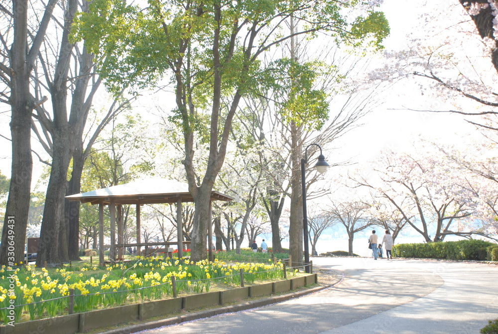 春のお散歩 桜のある公園 春のお散歩 桜のある公園
