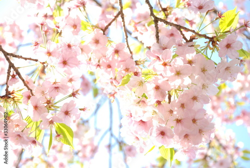 桜　満開　見上げて輝く花　 © kimacoco
