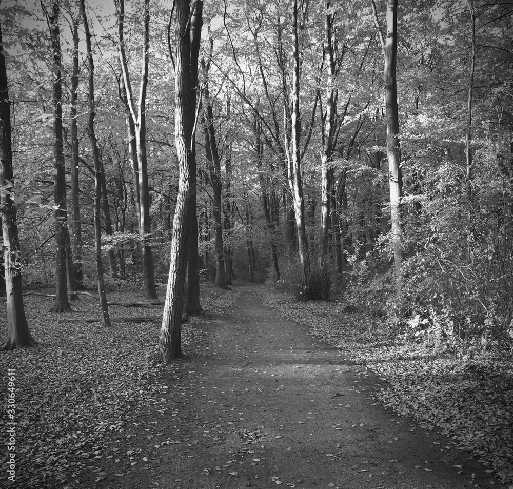 Naklejka premium Path into the woods, Hague Forest (Black and White)