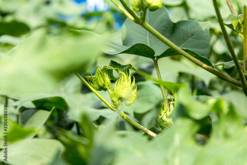germinating cotton bud and cotton flower germinating cotton bud and cotton flower