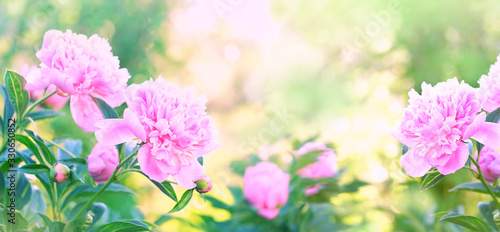 gentle floral nature background. pink peony Flowers in summer garden. banner. copy space © Ju_see