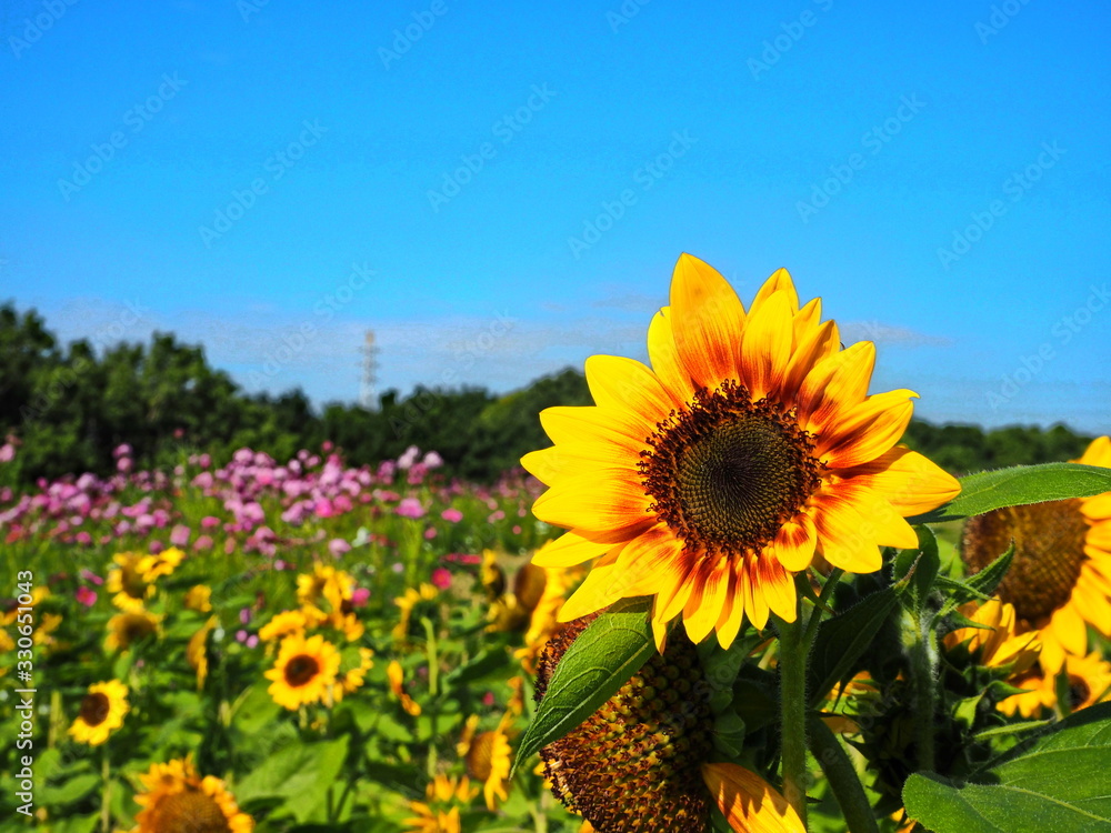 Obraz premium ひまわり