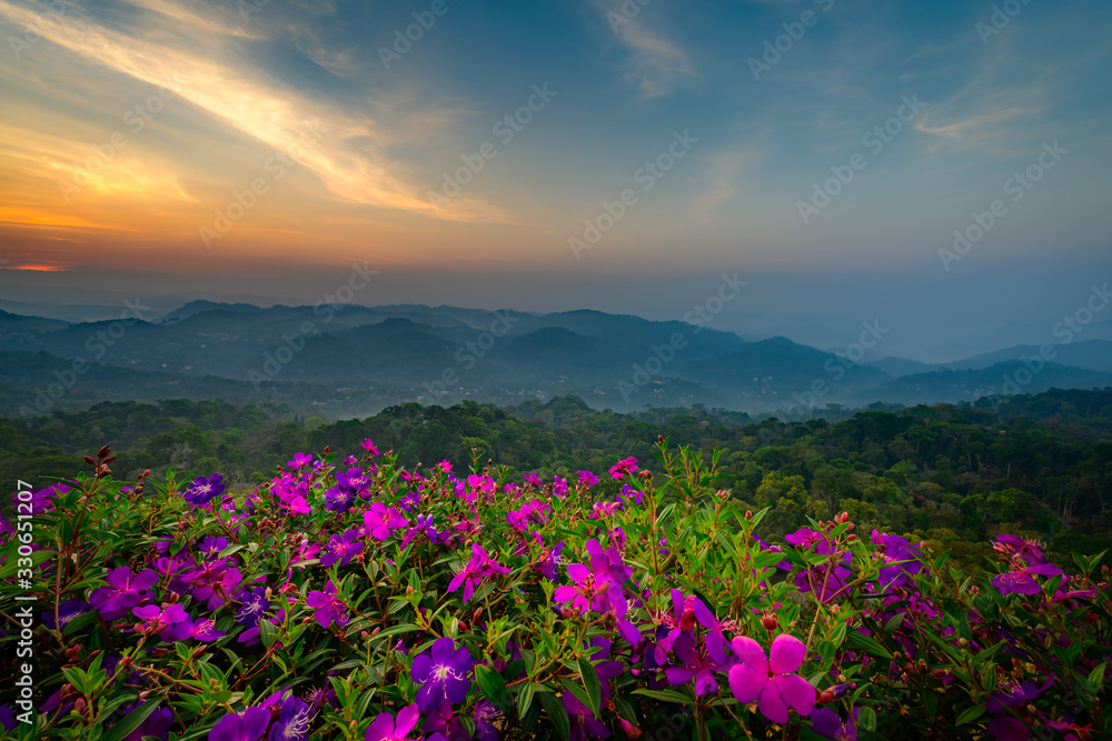 Fototapeta premium Beautiful view of tea plantations in Munnar, Kerala, India