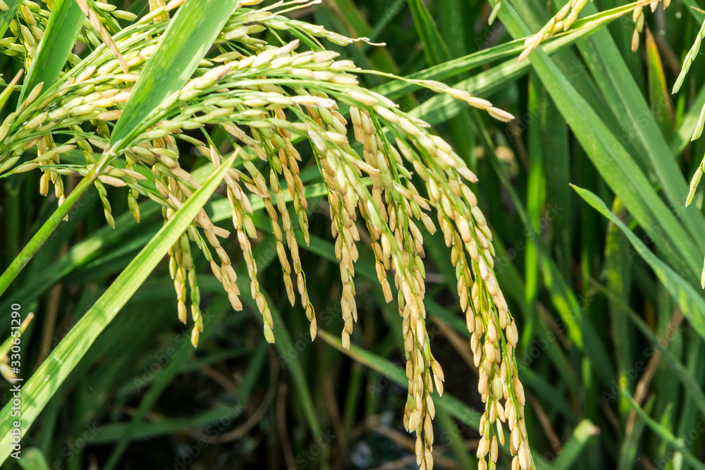 heavy rope ears of rice heavy rope ears of rice