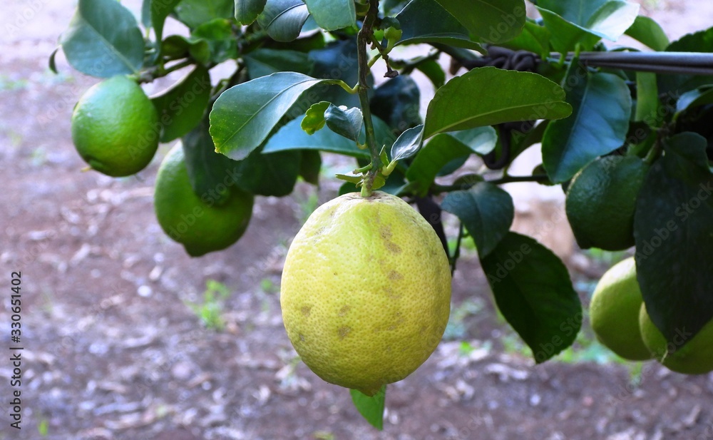 Yellow and green lemons handing from a tree Yellow and green lemons handing from a tree