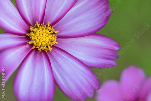 The purple coreopsis in the park is blooming