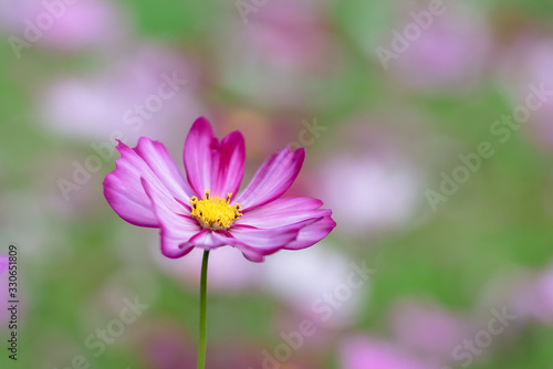 The purple coreopsis in the park is blooming